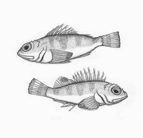 Marine conservationist Maria Johnson produces illustrations of bycatch as part of her collaborative work in the Gulf of California. (Image courtesy of Maria Johnson) Marine conservationist Maria Johnson produces illustrations of bycatch as part of her collaborative work in the Gulf of California. (Image courtesy of Maria Johnson)